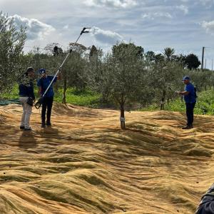 Raccolta manuale delle olive