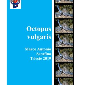Optopus vulgaris